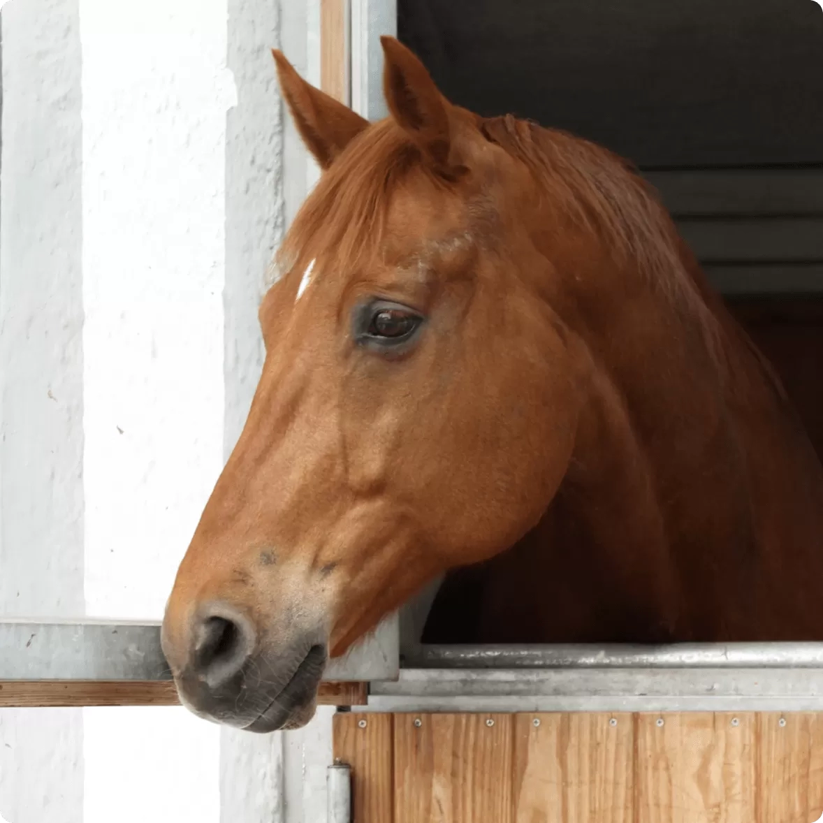 Horse looking over stable doors